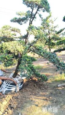 容器苗造型罗汉松