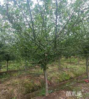 19公分垂丝海棠