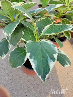 高度30厘米无尽夏绣球