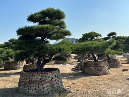 高度80厘米黑松