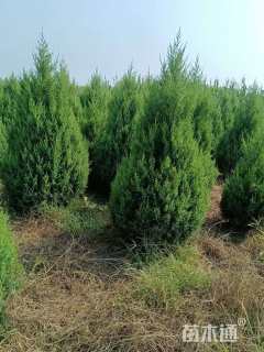 高度180厘米蜀桧