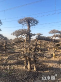 18公分造型对节白蜡