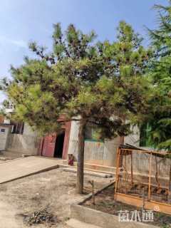 高度400厘米油松