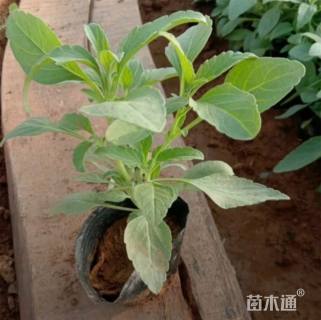 高度20厘米鼠尾草