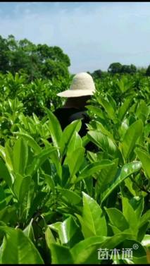 高度30厘米冬青小苗