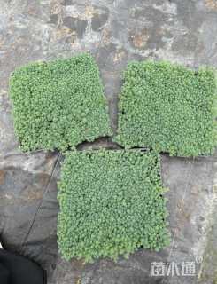 高度10厘米中华景天