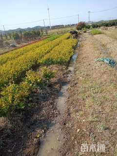 高度30厘米金森女贞小苗