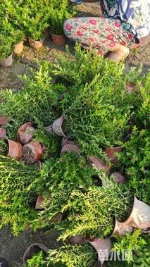 高度12厘米红叶石楠小苗