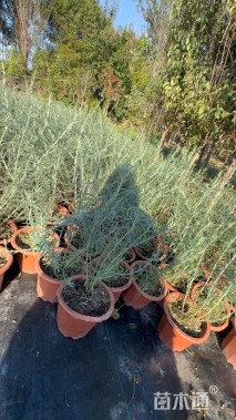 高度40厘米柳叶星河