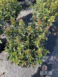 高度60厘米地中海荚迷