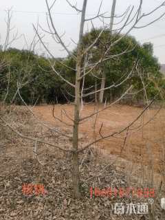 高度2500厘米核桃