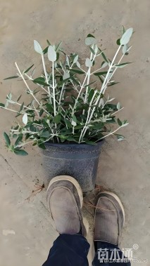 高度30厘米水果兰