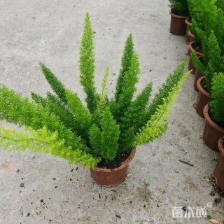 高度25厘米狐尾天门冬