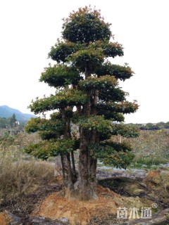 造型椤木石楠