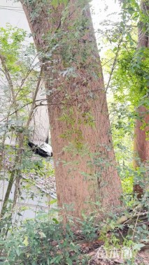 移栽苗多杆香樟