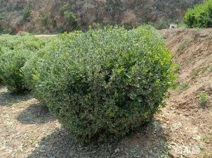 冠幅120厘米卫矛球