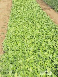 高度10厘米黑心菊