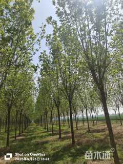 15公分速生白蜡