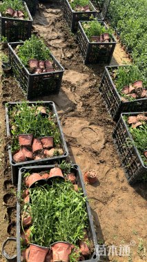 高度18厘米紫菀