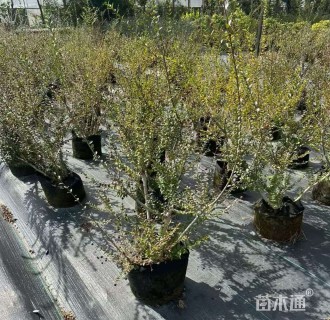 高度80厘米水杨梅