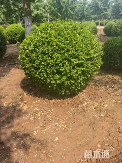 冠幅120厘米小叶黄杨球