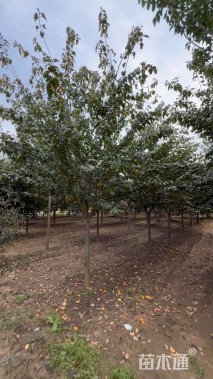 8公分染井吉野樱