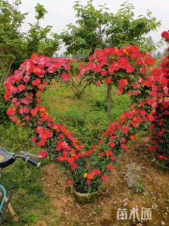 主蔓长200厘米藤本月季