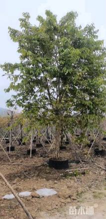 20公分大叶紫薇