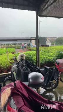 高度40厘米泰国龙船花