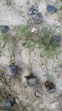 高度40厘米丰花月季小苗