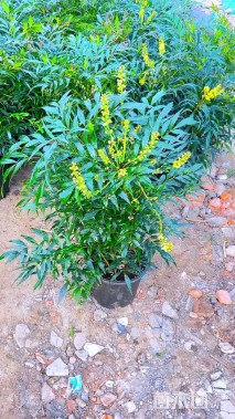 高度70厘米十大功劳