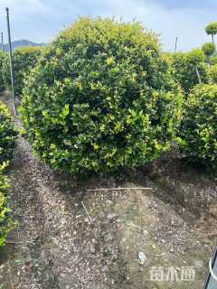 冠幅150厘米金森女贞球