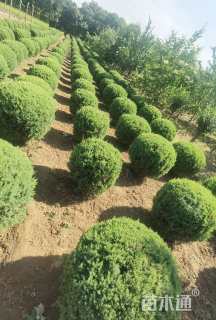 高度100厘米望都塔桧球