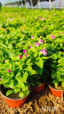 高度15厘米夏堇