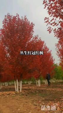 40公分红枫