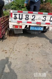 高度35厘米十大功劳