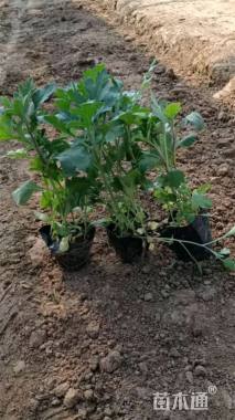 高度20厘米地被菊