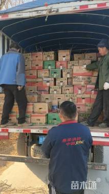 高度30厘米红掌