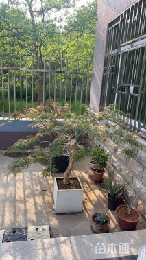 高度350厘米羽毛枫