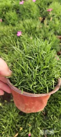 高度5厘米欧石竹