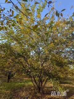 70公分(7杆)丛生朴树