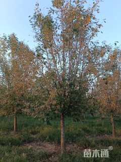 10公分大叶垂丝海棠