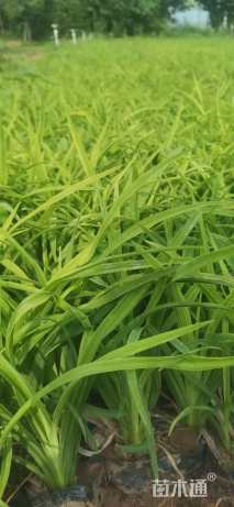 高度15厘米大花萱草