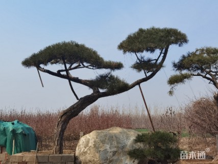 20公分造型黑松