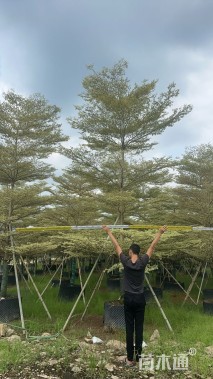 12公分锦叶榄仁