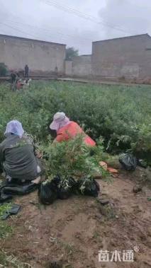 高度100厘米沙棘