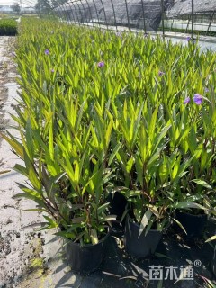 高度70厘米翠芦莉