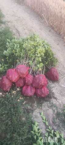 高度100厘米北海道黄杨