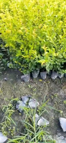 高度25厘米金禾女贞