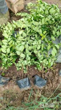 高度50厘米金森女贞